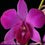 Dendrobium orchid Panjarat Pink Plant (Without flowers)