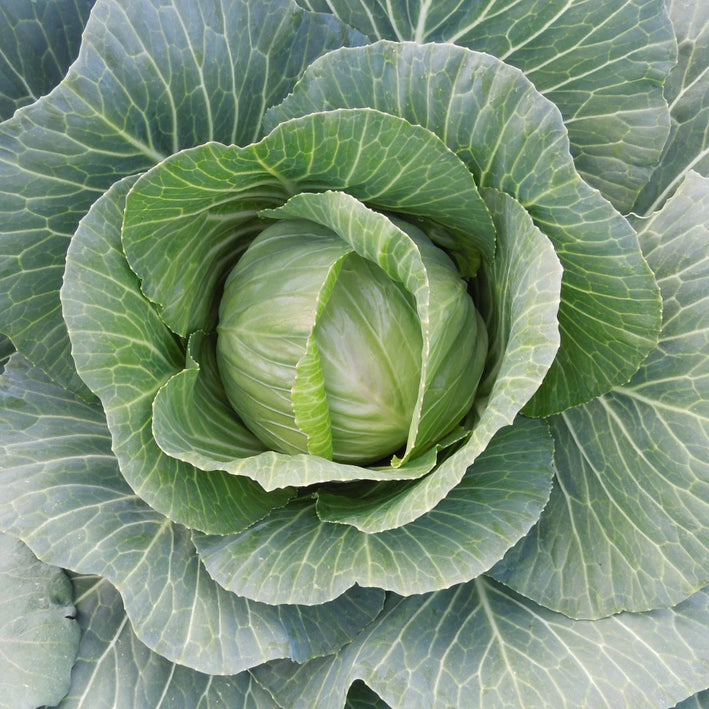 Organic Cabbage F1 Hybrid seeds- Open Pollinated 20 seeds-vegetable seeds