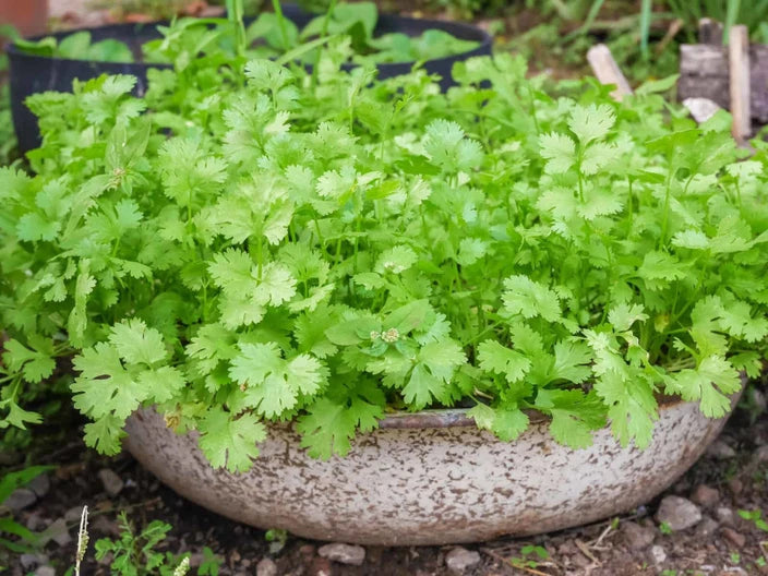 Coriander Seeds – Fresh, Aromatic Herb for Kitchen & Garden -  Vegetable Seeds
