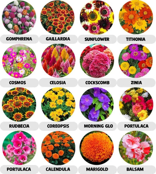 20 Variety of Flower Seeds Combo Pack - Flower Seed Combo