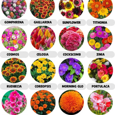 20 Variety of Flower Seeds Combo Pack - Flower Seed Combo