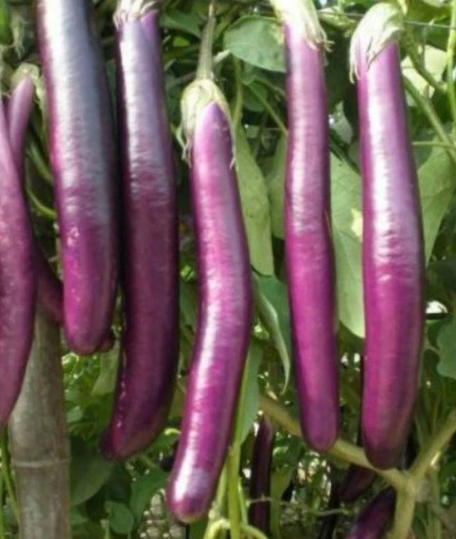 Organic Brinjal Purple F1 Hybrid seeds- Open Pollinated 50 seeds-vegetable seeds