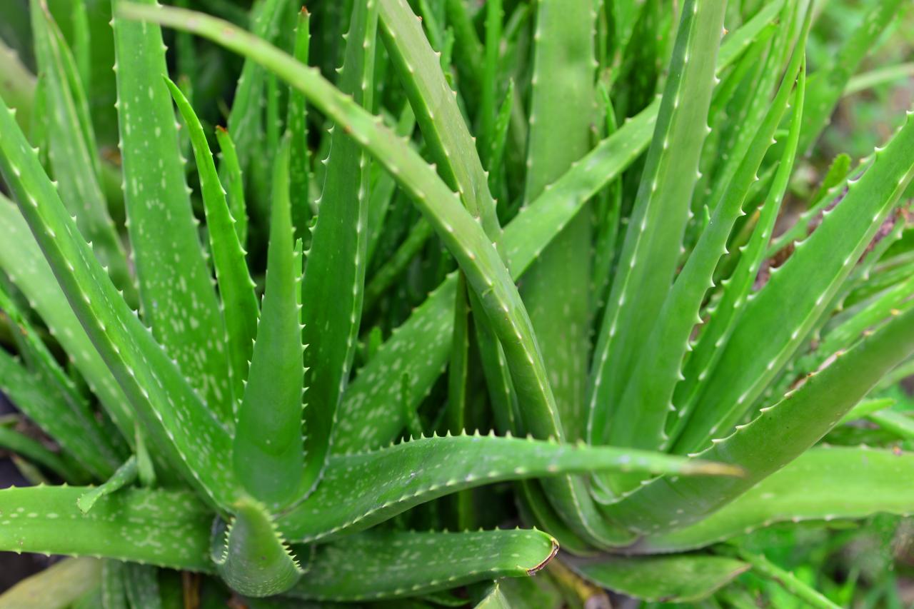 Versatile Aloe Vera Medicinal Plant: Soothing, Healing, Easy-Care, Natural Remedy Solution