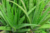 Versatile Aloe Vera Medicinal Plant: Soothing, Healing, Easy-Care, Natural Remedy Solution