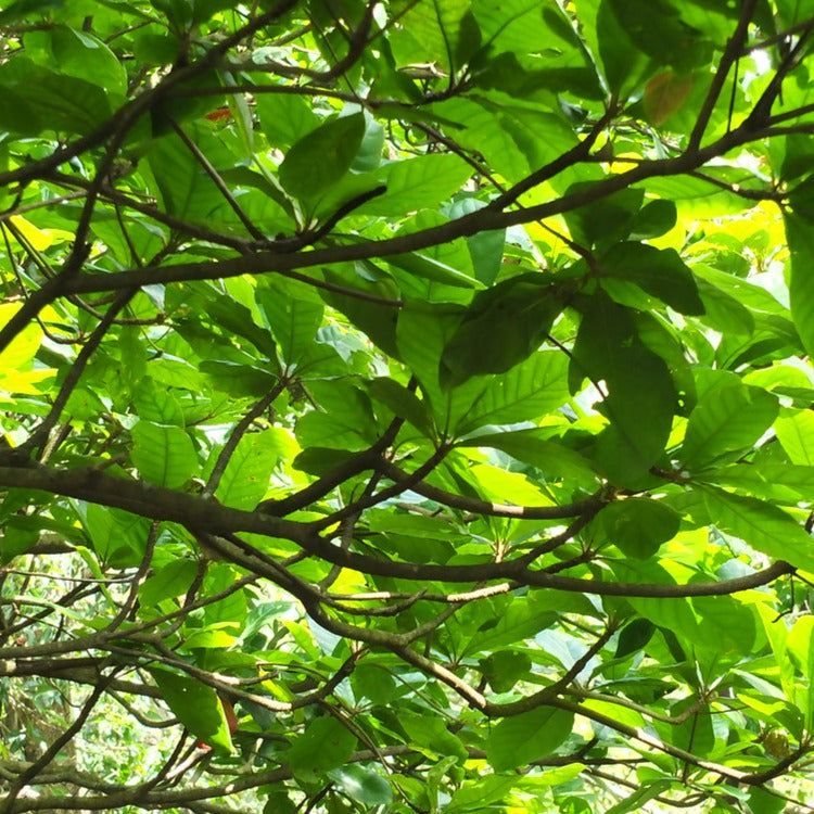 Bhadraksham Elaeocarpus Tuberculatus Medicinal Plant: Ayurvedic Health & Immunity Booster