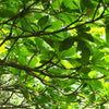 Bhadraksham Elaeocarpus Tuberculatus Medicinal Plant: Ayurvedic Health & Immunity Booster