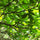 Bhadraksham Elaeocarpus Tuberculatus Medicinal Plant: Ayurvedic Health & Immunity Booster