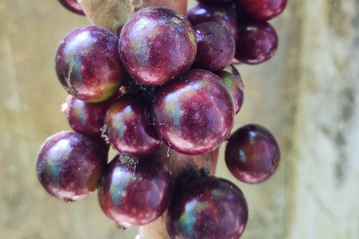 Jaboticaba Red hybrid Fruit Plant