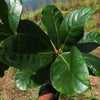 Bhadraksham Elaeocarpus Tuberculatus Medicinal Plant: Ayurvedic Health & Immunity Booster