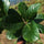 Bhadraksham Elaeocarpus Tuberculatus Medicinal Plant: Ayurvedic Health & Immunity Booster