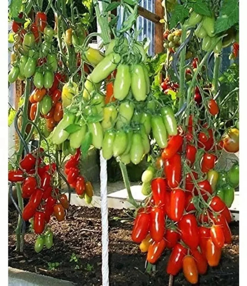🍅 Cherry Tomato Hybrid Seeds – Pack of 50 - Vegetable Seeds