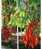 🍅 Cherry Tomato Hybrid Seeds – Pack of 50 - Vegetable Seeds