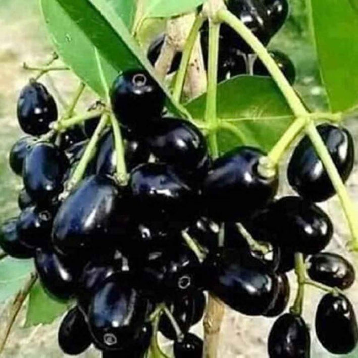 Jamun plant Java Plum-  Medicinal Plant Live Plants