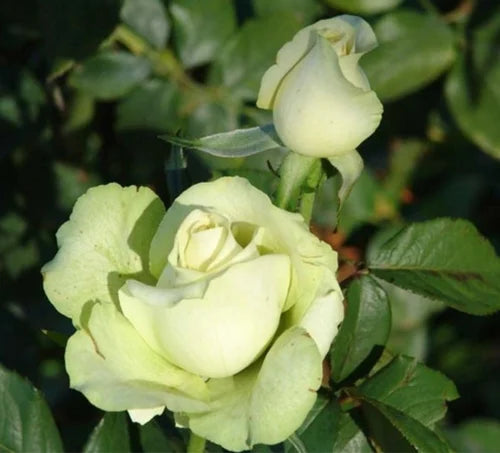 Premium Hybrid Rose Flower 20  Seed - Penguin - Rose Seeds