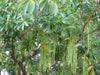 Ezhilam Pala (Alstonia scholaris) Live Medicinal Plant - Healthy & Pot-Ready