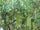 Ezhilam Pala (Alstonia scholaris) Live Medicinal Plant - Healthy & Pot-Ready