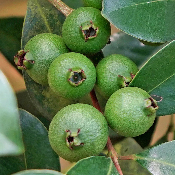 GRAPE GUAVA FRUIT PLANT EXOTIC PLANTS