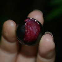 Jaboticaba Rosada  Fruit Plant