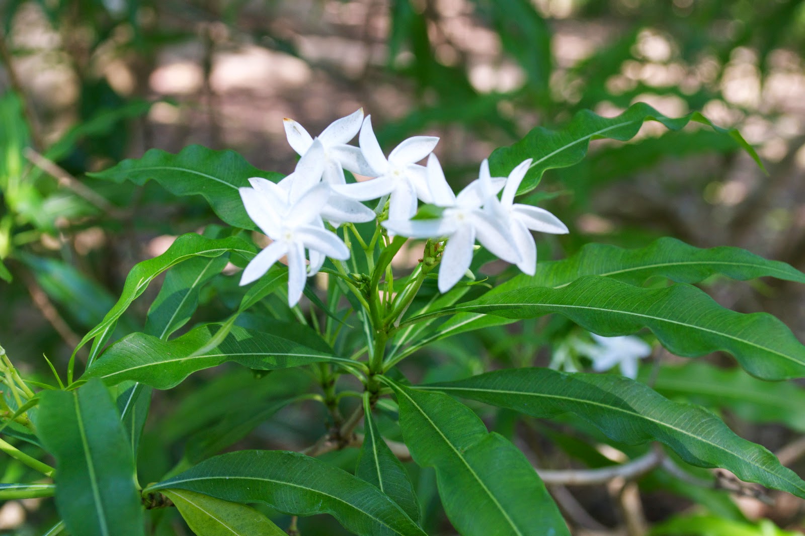 Analivegam Alstonia Venenata Live Medicinal Plant for Health Benefits