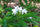 Analivegam Alstonia Venenata Live Medicinal Plant for Health Benefits
