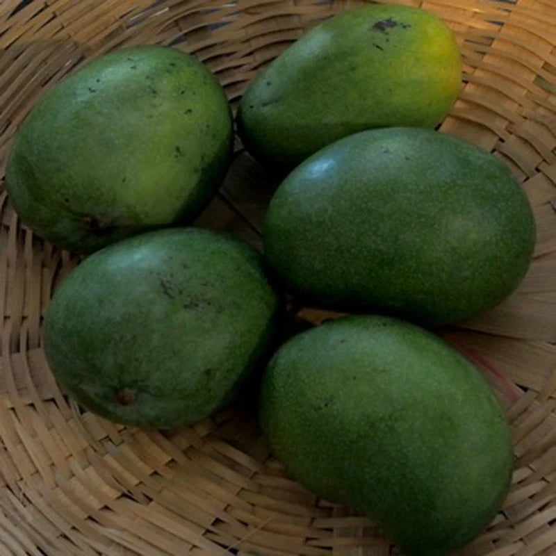 Mango Plant (Neelum) ) Live Mango 1 Plant (Mangifera indica) – Grafted Variety  -Fruit Plants