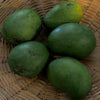 Mango Plant (Neelum) ) Live Mango 1 Plant (Mangifera indica) – Grafted Variety  -Fruit Plants