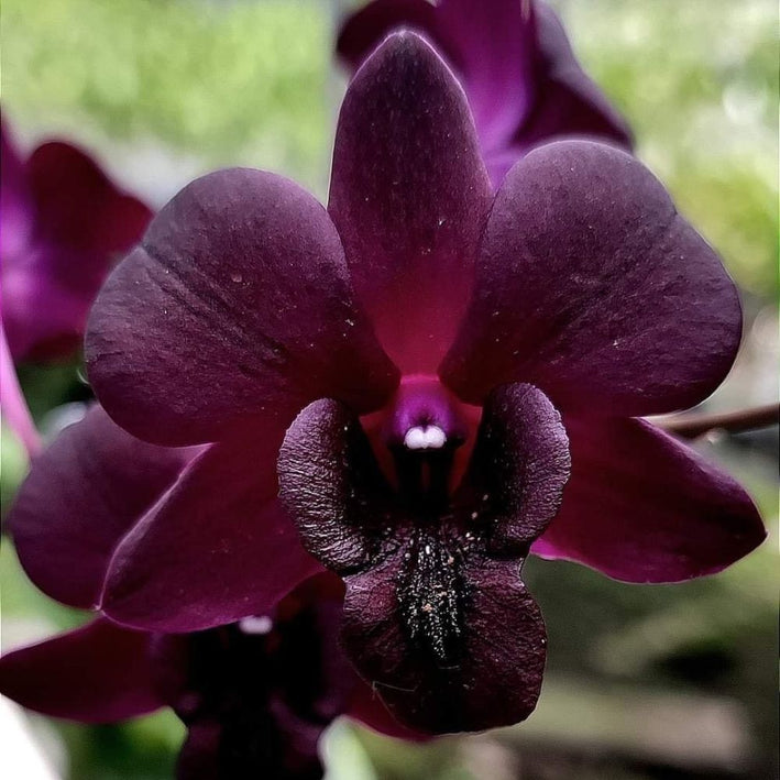 Dendrobium orchid Airy Crimson Plant (Without flowers)