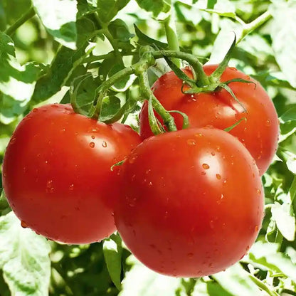 🍅 Celebrity Hybrid Tomato Seeds – 100 Seeds, All-Purpose & Disease-Resistant Variety  - Vegetable Seeds