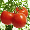 🍅 Celebrity Hybrid Tomato Seeds – 100 Seeds, All-Purpose & Disease-Resistant Variety  - Vegetable Seeds