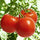 🍅 Celebrity Hybrid Tomato Seeds – 100 Seeds, All-Purpose & Disease-Resistant Variety  - Vegetable Seeds