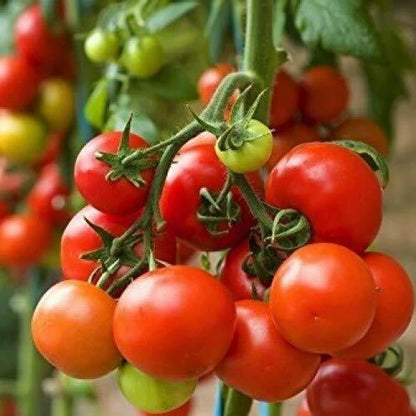 🍅 Arka Vikas Hybrid Tomato Seeds – 100 Seeds, High-Yield & Heat-Tolerant Variety  - Vegetable Seeds