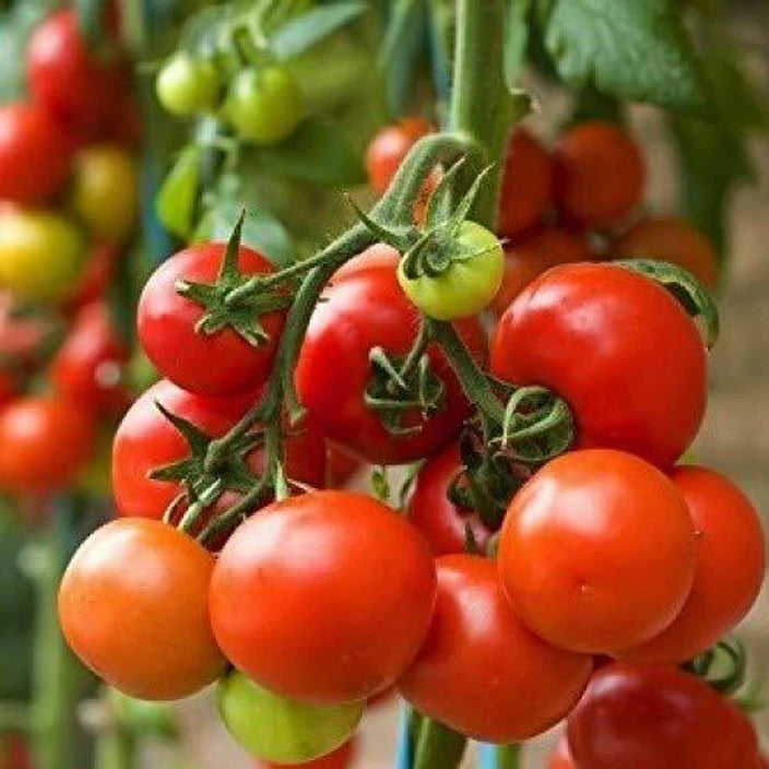 🍅 Arka Vikas Hybrid Tomato Seeds – 100 Seeds, High-Yield & Heat-Tolerant Variety  - Vegetable Seeds