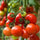 🍅 Arka Vikas Hybrid Tomato Seeds – 100 Seeds, High-Yield & Heat-Tolerant Variety  - Vegetable Seeds