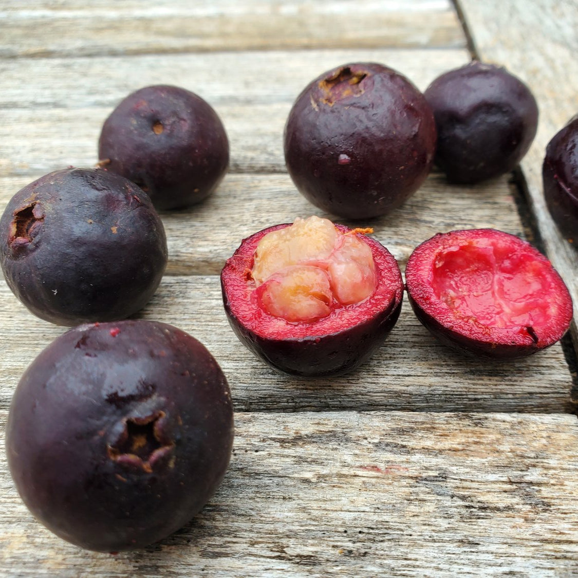 Exotic Purple Forest Guava: Araca-Una Psidium Myrtoides Fruit Plant