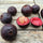 Exotic Purple Forest Guava: Araca-Una Psidium Myrtoides Fruit Plant