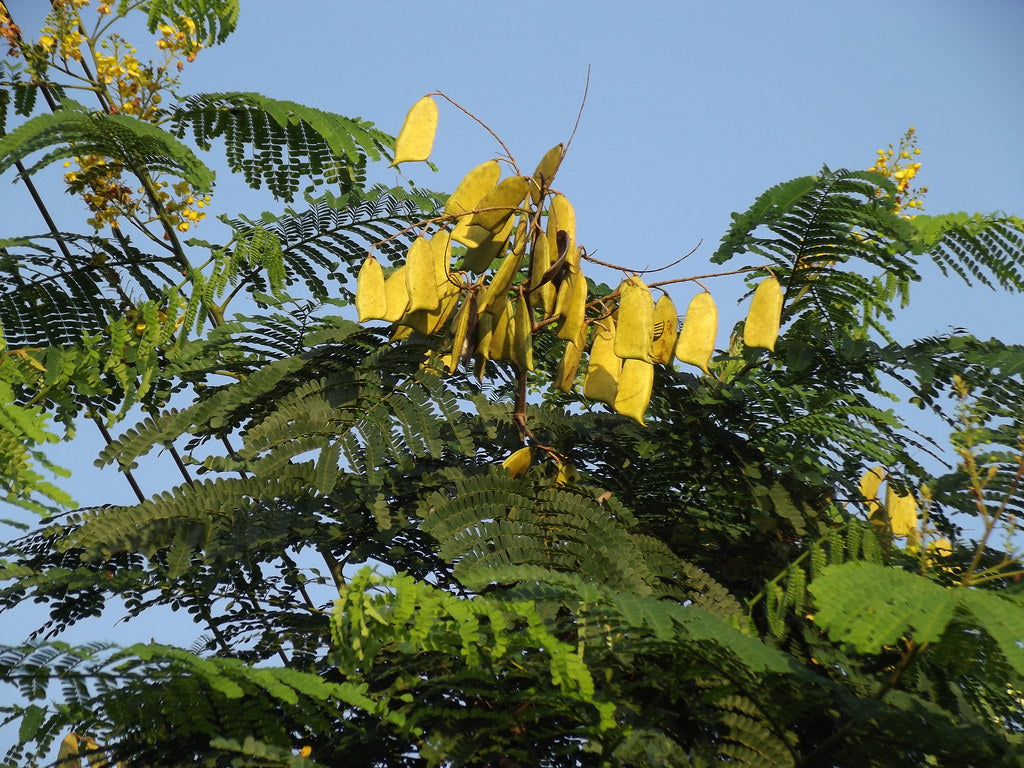 Pathimukam (Biancaea Sappan) Medicinal Plant - Healthy Live Plant