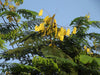 Pathimukam (Biancaea Sappan) Medicinal Plant - Healthy Live Plant