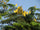 Pathimukam (Biancaea Sappan) Medicinal Plant - Healthy Live Plant