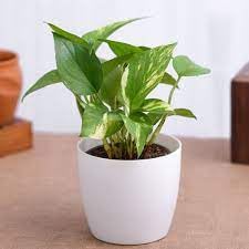 Money Plant Live (Pack of 1) | Indoor Air Purifier Plant for Home Decoration | Big Indoor Plant for Living Room - Best Selling
