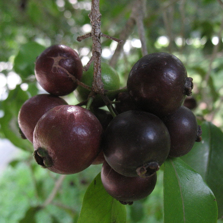 Exotic Purple Forest Guava: Araca-Una Psidium Myrtoides Fruit Plant
