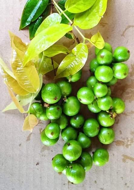 Jaboticaba Cristal Green Fruit Plant