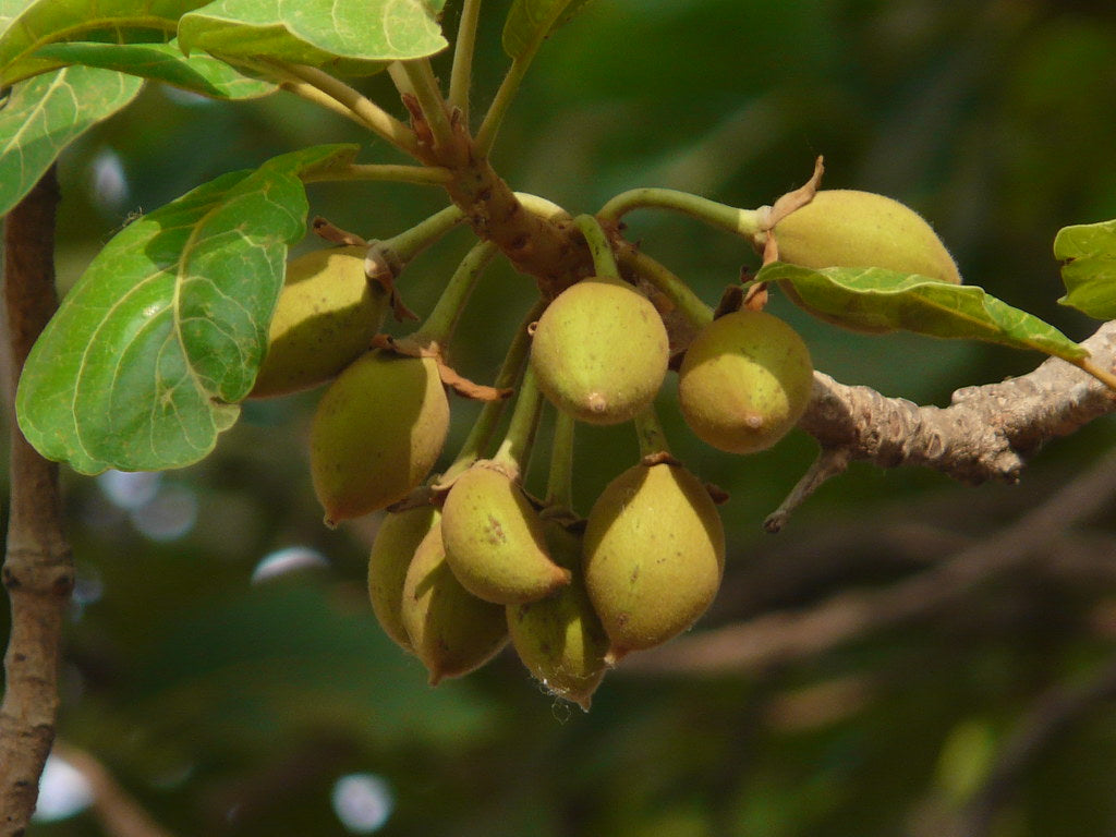 Eluppa (Madhuca longifolia) Medicinal Plant - Healthy Live Plant in Polybag