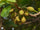 Eluppa (Madhuca longifolia) Medicinal Plant - Healthy Live Plant in Polybag