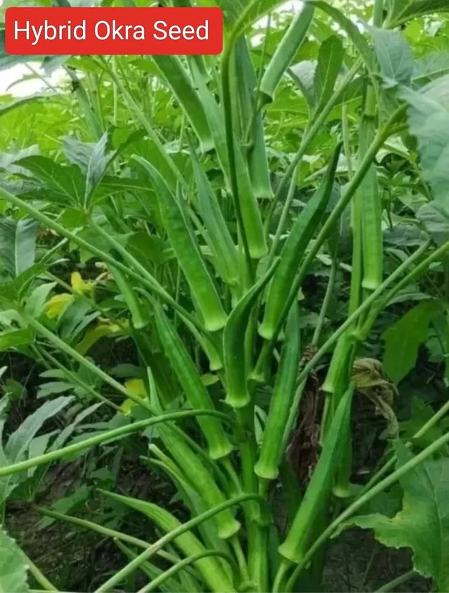 🌱 Okra / Lady Finger (Bhindi) Hybrid Seeds – Pack of 50 - Vegetable Seeds