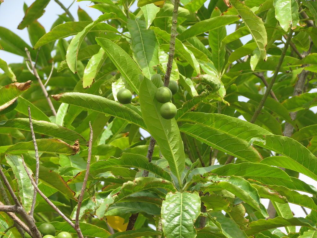 Authentic Rudraksham (Elaeocarpus Angustifolius) Medicinal Plant - Live and Healthy