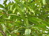Authentic Rudraksham (Elaeocarpus Angustifolius) Medicinal Plant - Live and Healthy