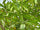 Authentic Rudraksham (Elaeocarpus Angustifolius) Medicinal Plant - Live and Healthy