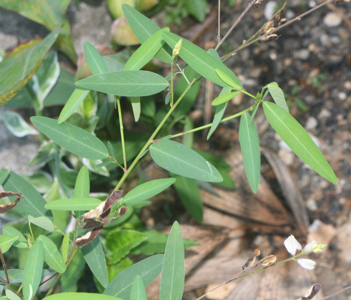 Codariocalyx Motorius-Medicinal Plant