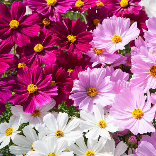 Cosmos Flower Seeds Mix – Vibrant Multi-Color Blooms - Flower Seeds