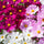 Cosmos Flower Seeds Mix – Vibrant Multi-Color Blooms - Flower Seeds